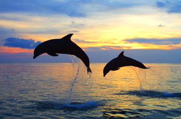 Bali Dolphin Tour