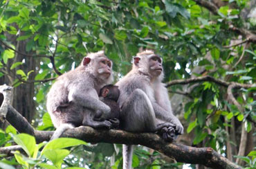 Alas Kedaton Monkey Forest