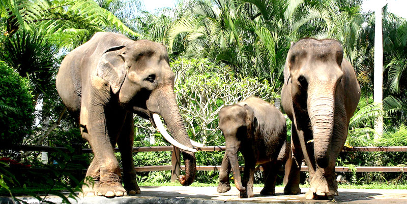 Bali Elephant Ride