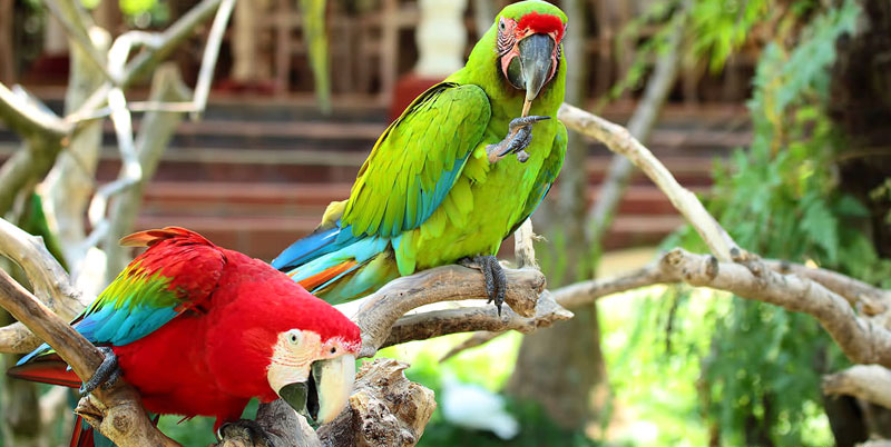 Bali Bird Park and Tanah Lot Tour
