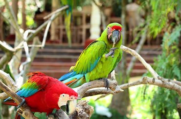 Bali Bird Park and Tanah Lot Tour