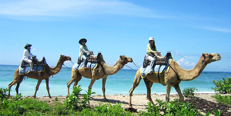 Bali Camel Safaris