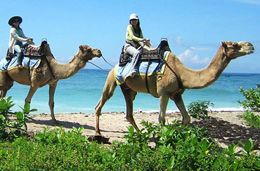 Bali Camel Safaris