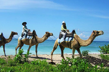 Bali Camel Safaris