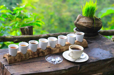 Bali Coffee Plantation