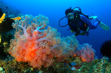 Bali Diving