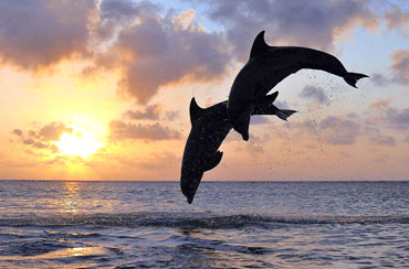 Bali Dolphin Tour