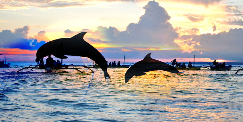 Bali Dolphin Tour