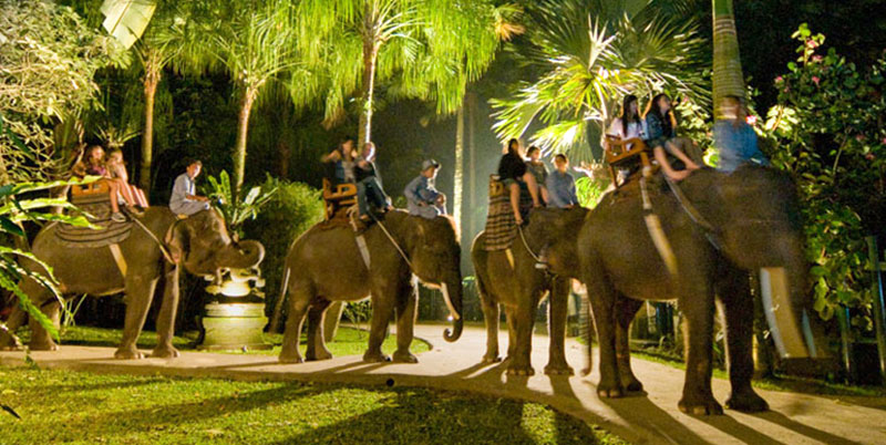Bali Elephant Night Safari
