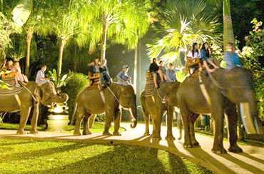 Bali Elephant Night Safari