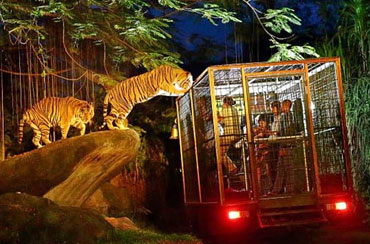 Bali Night Safari Packages