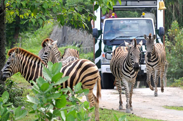 Bali Safari and Marine Park