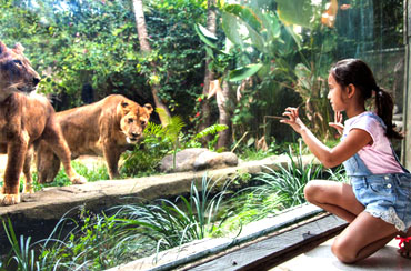 Bali Safari and Marine Park