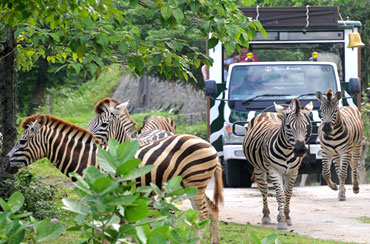 Bali Safari and Marine Park