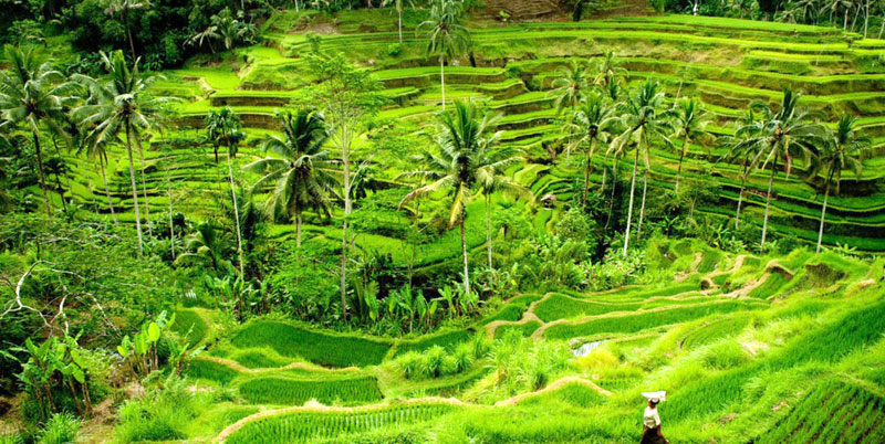 Bali Tour Packages 7 Days and 6 Nights