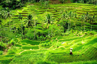 Bali Tour Packages 7 Days and 6 Nights