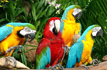 Bali Bird Park and Ubud Tour