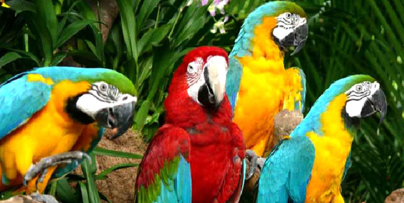 Bali Bird Park and Ubud Tour