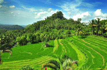 Bukit Jambul Rice Terrace