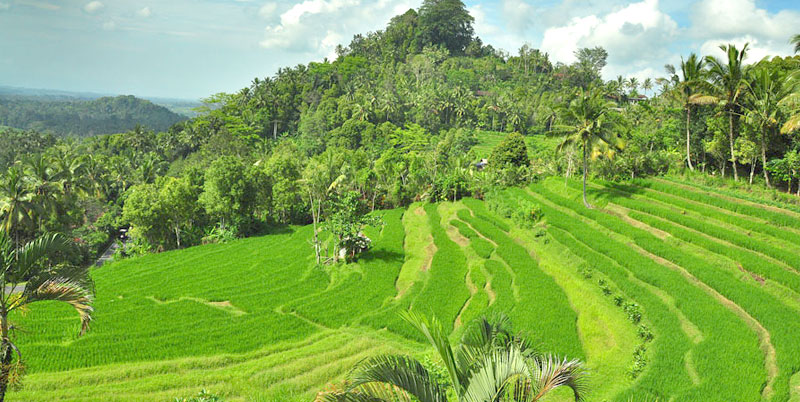 Bukit Jambul Rice Terrace