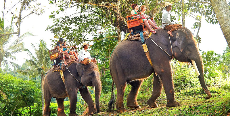 Bali Elephant Ride and Kintamani Volcano Tour