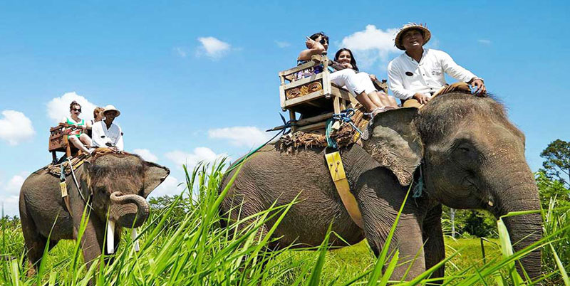 Bali Elephant Ride and Ubud Tour