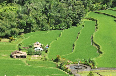 Pacung Rice Terrace