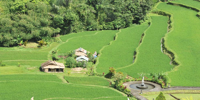 Pacung Rice Terrace