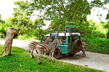 Bali Safari Park and Snorkeling Tour