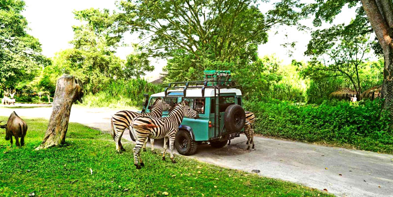 Bali Safari Park and Snorkeling Tour