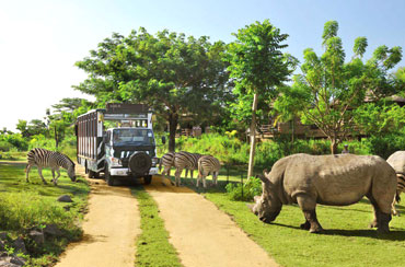 Bali Safari Park and Ubud Tour