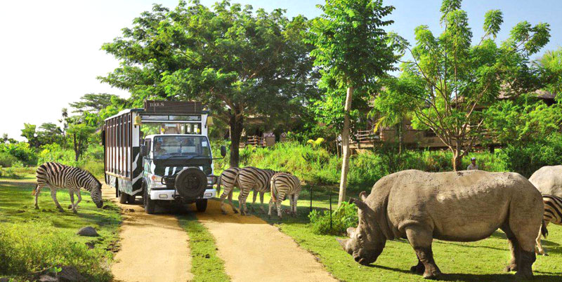 Bali Safari Park and Ubud Tour