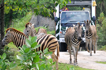Bali Safari Park and Uluwatu Tour