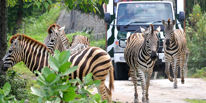 Bali Safari Park and Uluwatu Tour