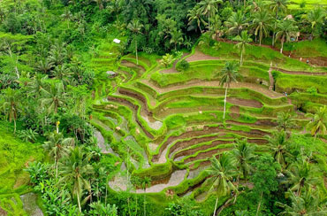 Ubud Art Village Tour