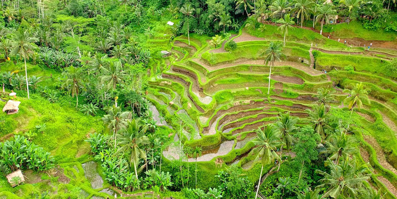 Ubud Art Village Tour