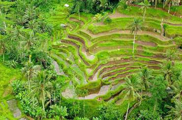 Tegalalang Rice Terrace