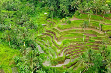 Tegalalang Rice Terrace