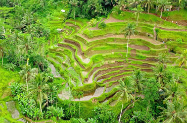 Tegalalang Rice Terrace