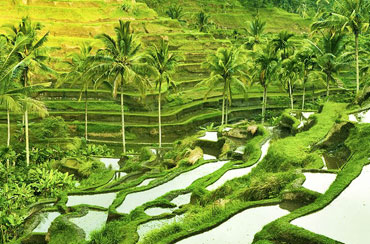 Tegalalang Rice Terrace