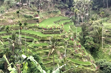 Tegalalang Rice Terrace