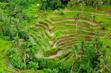 Tegalalang Rice Terrace