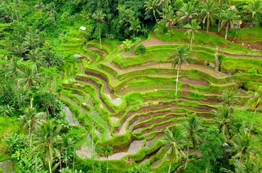 Tegalalang Rice Terrace