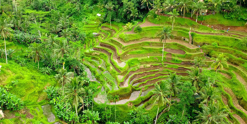 Tegalalang Rice Terrace