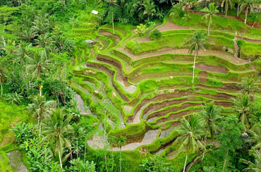 Tegalalang Rice Terrace