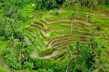 Tegalalang Rice Terrace