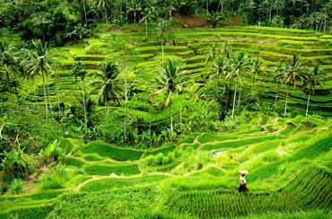 Tegalalang Rice Terrace