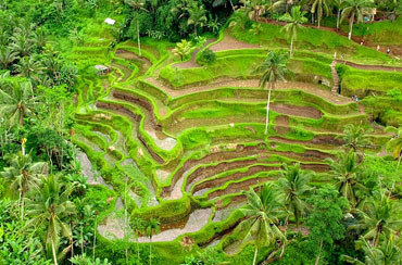 Tegalalang Rice Terrace