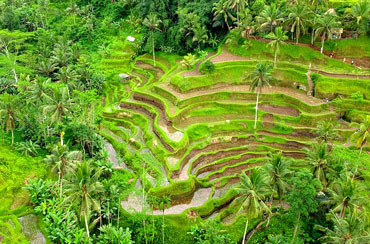 Tegalalang Rice Terrace