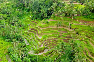 Tegalalang Rice Terrace